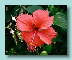 Bora Bora Hibiscus_01